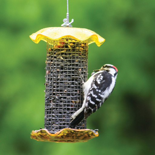 Bird's Choice 1 Quart Yellow-Forever Feeder (seed)
