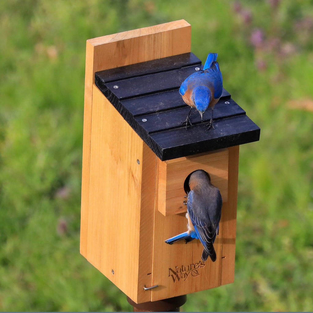 Nature's Way Bluebird Viewing House