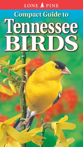 Compact Guide to Tennessee Birds