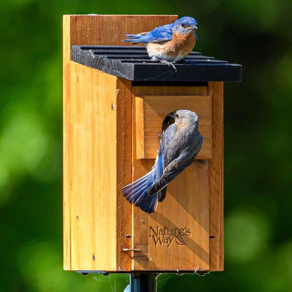 Nature's Way Bluebird Viewing House