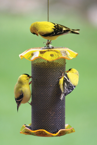 Bird's Choice 1qt Forever Feeder Yellow (Nyjer)