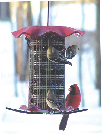 Bird's Choice Forever Feeder - Red (seed)