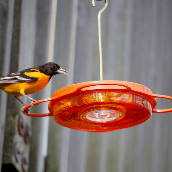 Bird's Choice 12 oz. Oriole-Fest Oriole Feeder