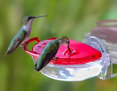 The Gem Window Hummingbird Feeder By Aspects